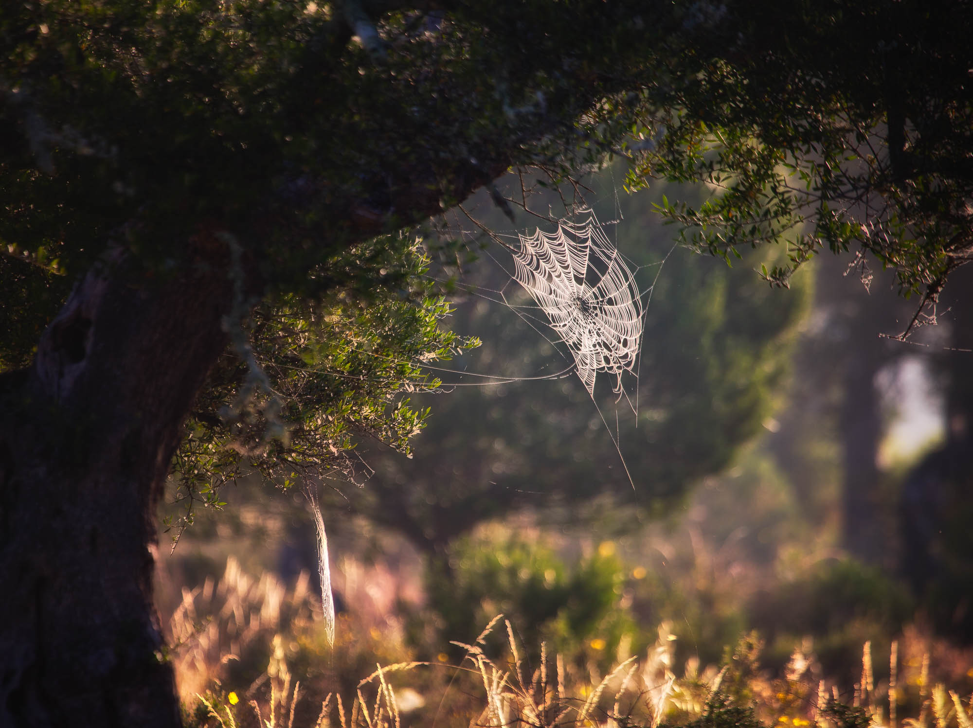 Spiderweb on tree